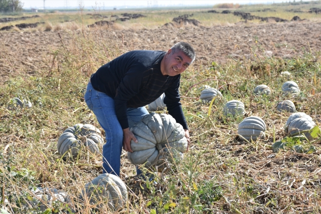 Büyük şehirlerin "bal kabağı" Afyonkarahisar'dan gidiyor